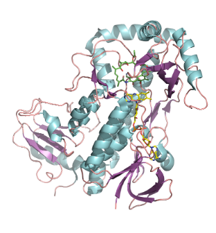 Rifampicin inactivation